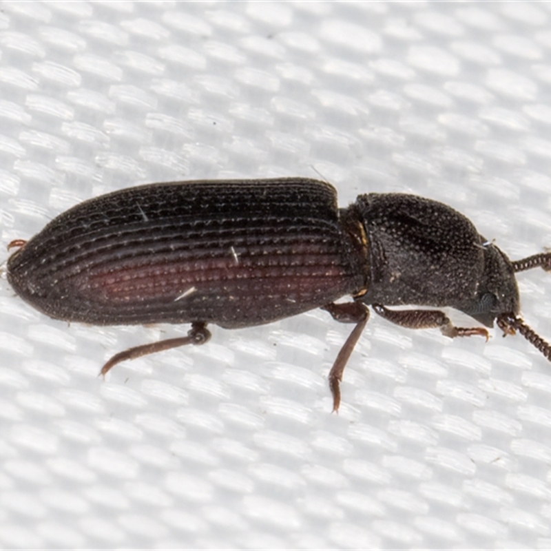 Pycnomerus (genus)