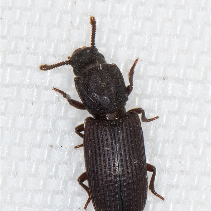 Pycnomerus (genus)