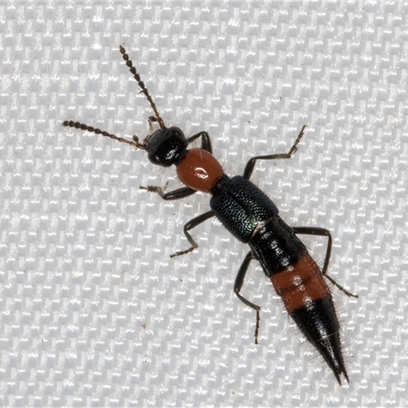 Paederus cruenticollis