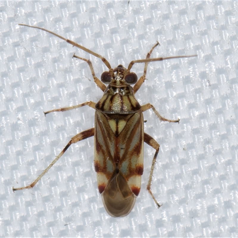 Ommatodema (genus)