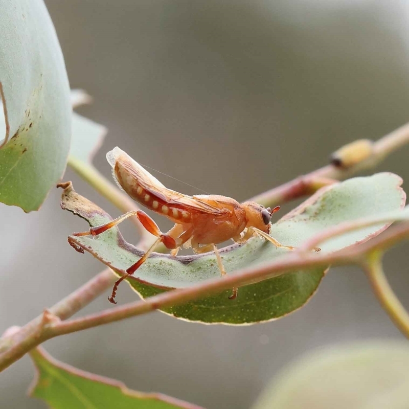 Pseudoperga belinda