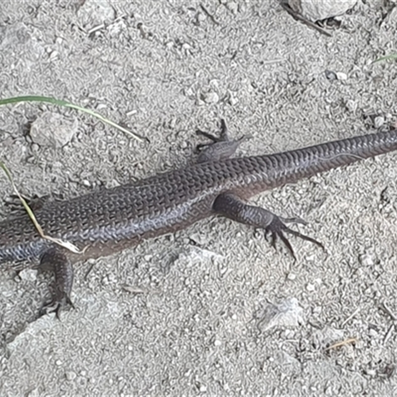 Egernia mcpheei