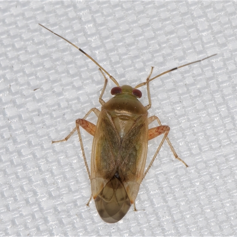 Diomocoris (genus)