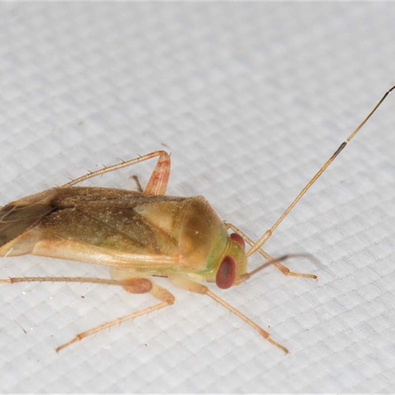 Diomocoris (genus)