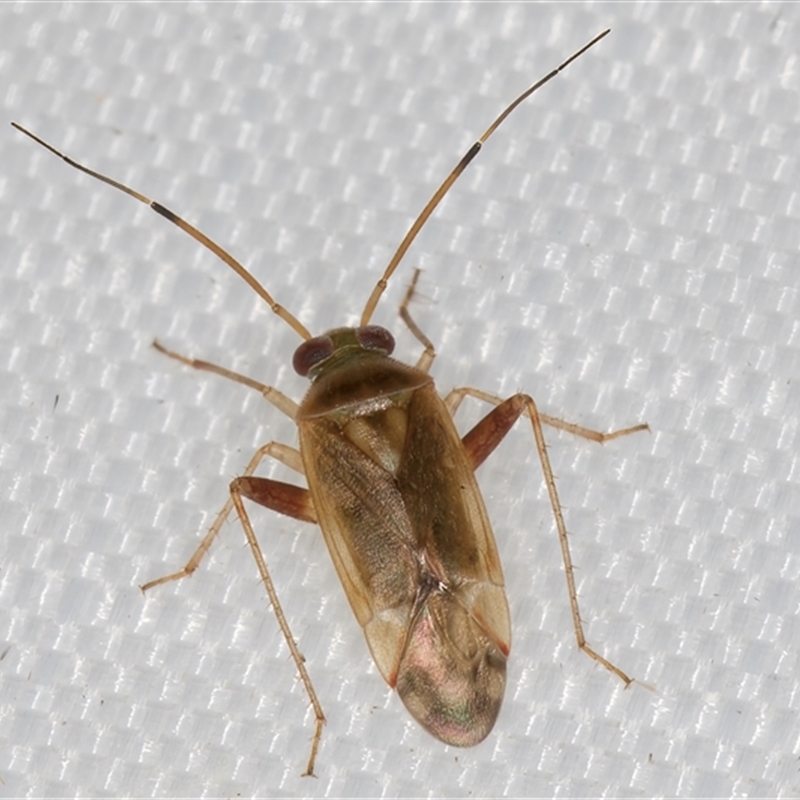 Diomocoris (genus)