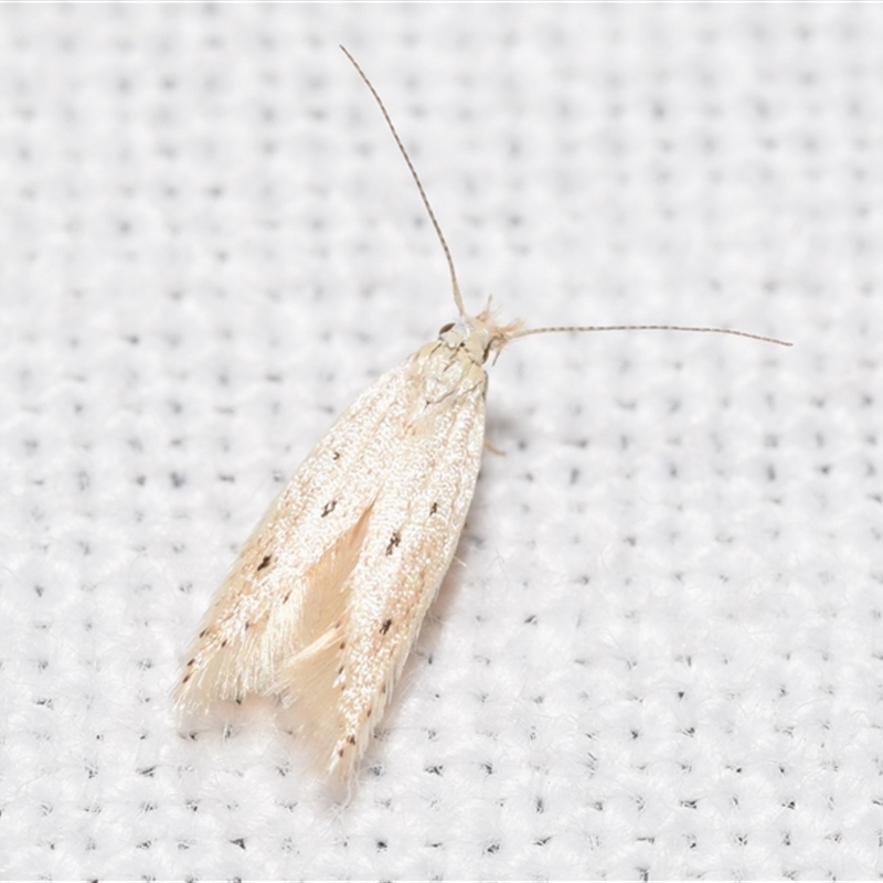 Pycnobathra niphodes