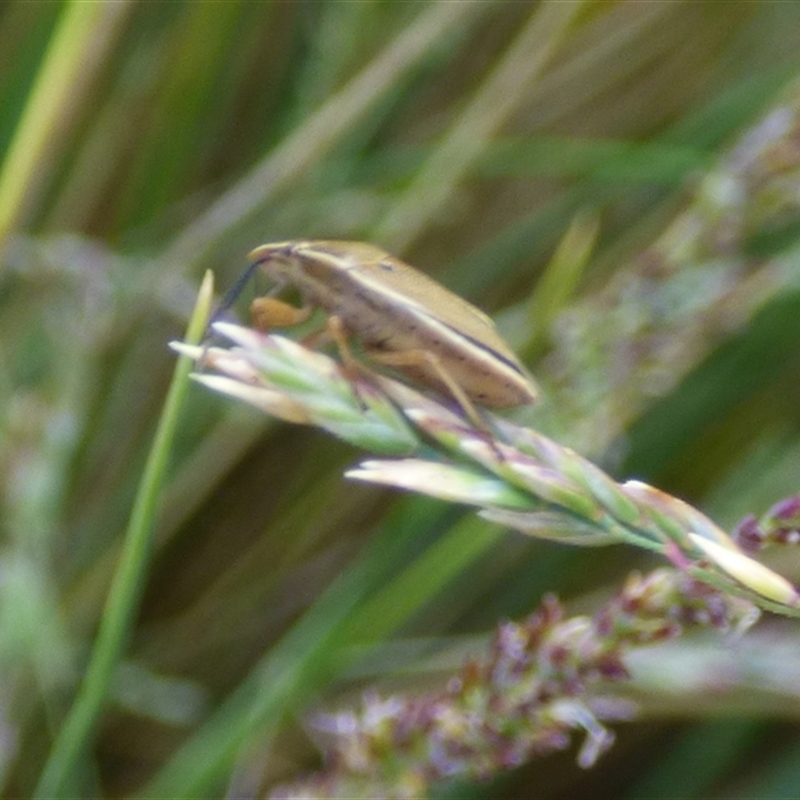 Mycoolona atricornis