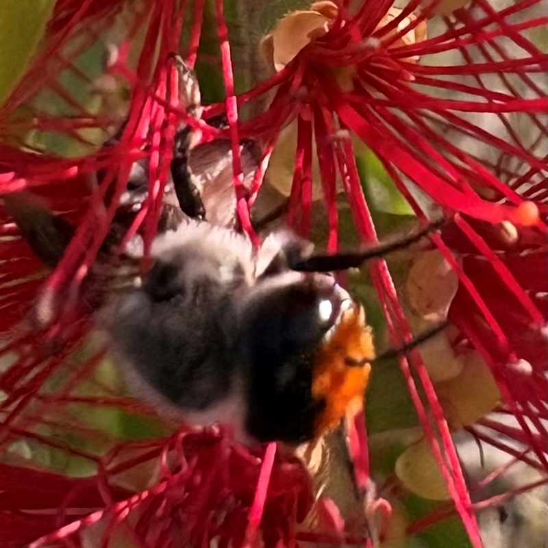 Megachile Genus