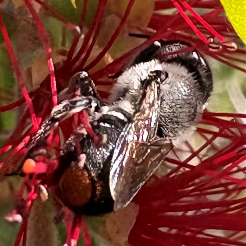 Megachile Genus