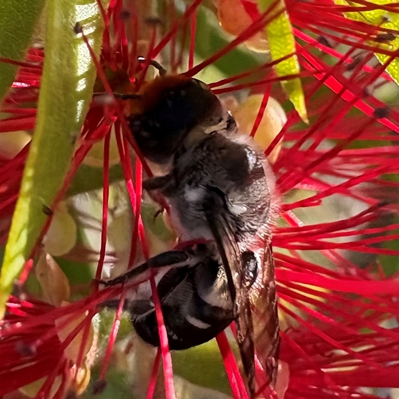 Megachile Genus