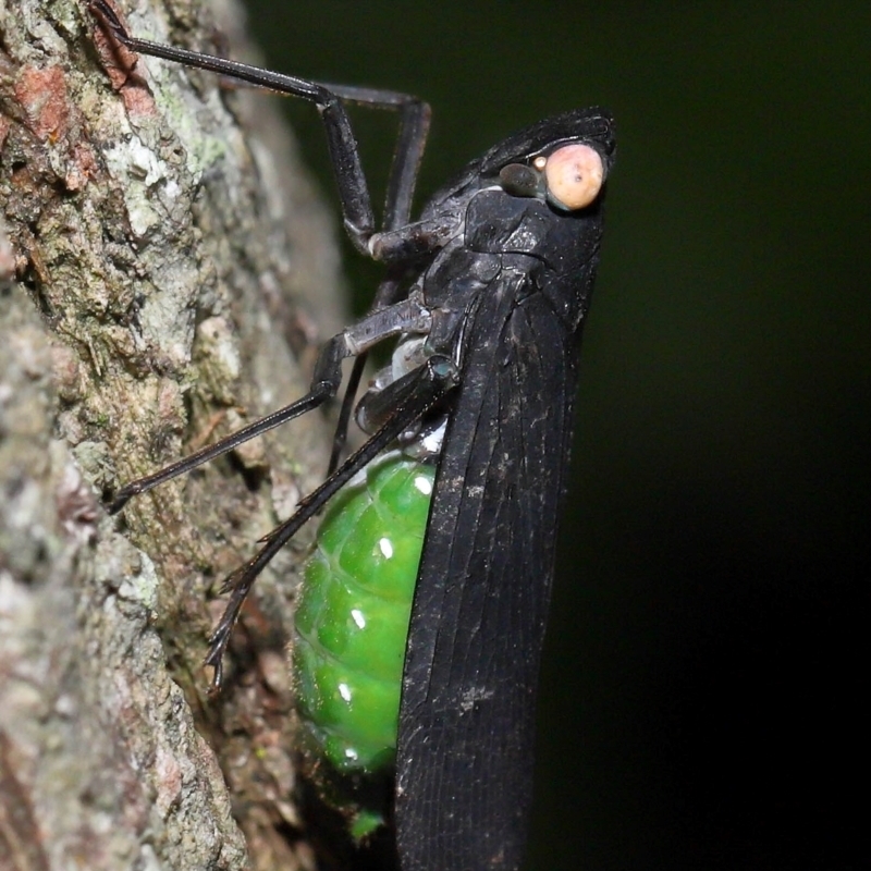 Desudaba psittacus