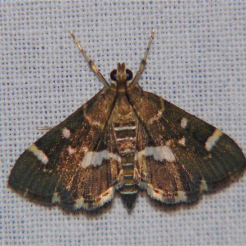 Hymenia perspectalis