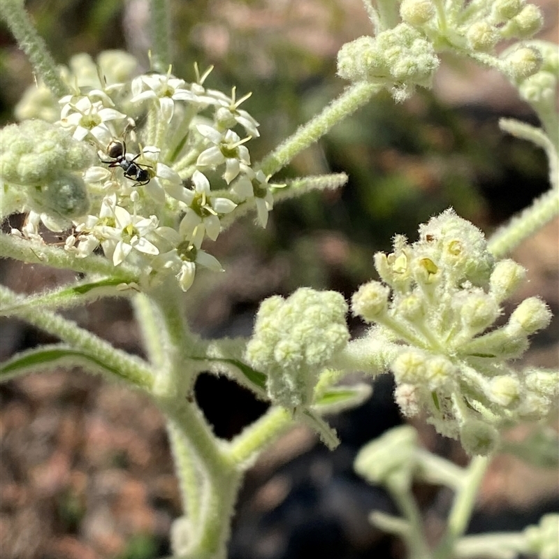 Astrotricha floccosa