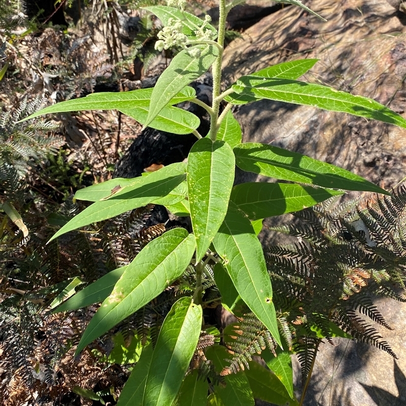 Astrotricha floccosa