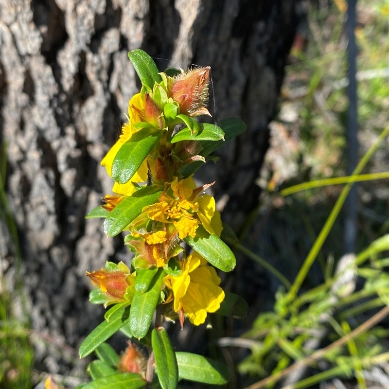 Hibbertia bracteata