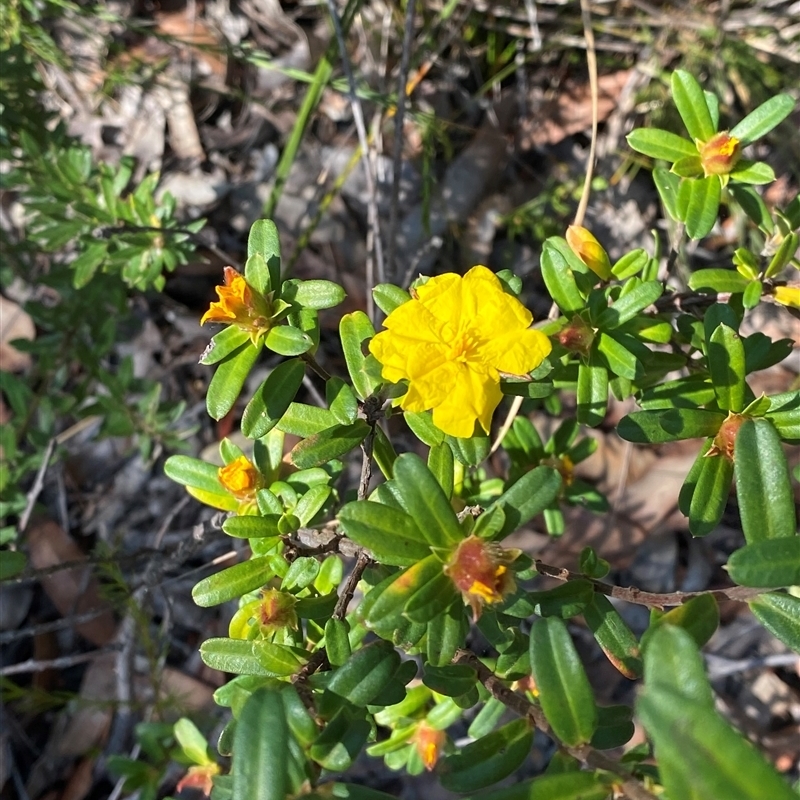 Hibbertia bracteata