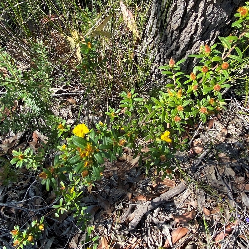 Hibbertia bracteata