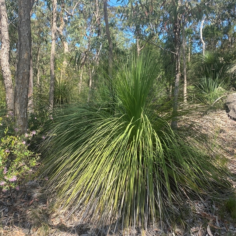 Xanthorrhoea arborea