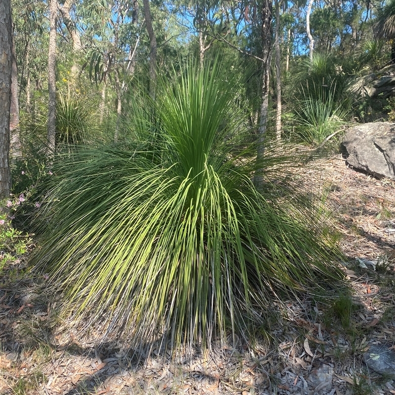 Xanthorrhoea arborea