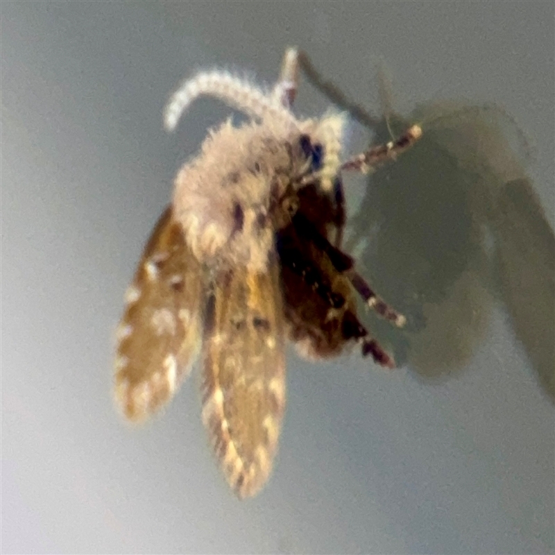 Clogmia albipunctata