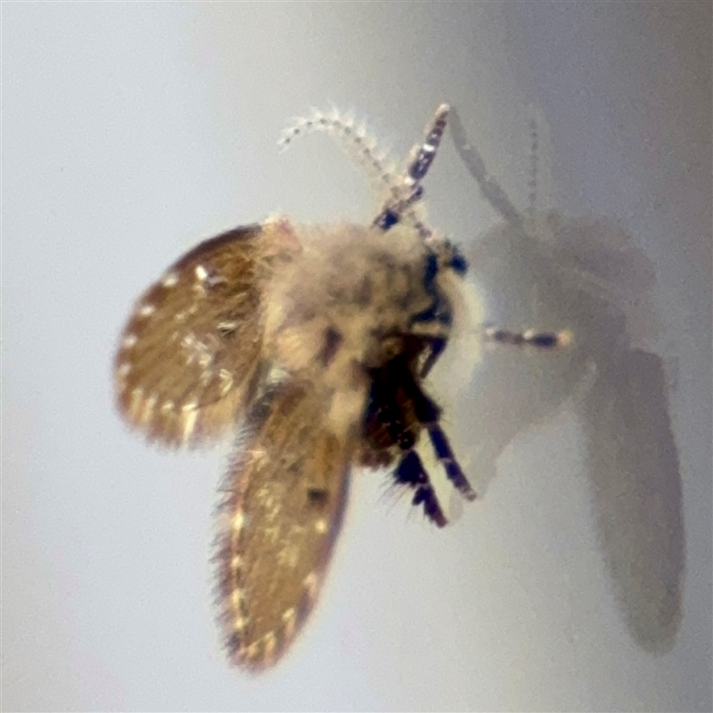 Clogmia albipunctata