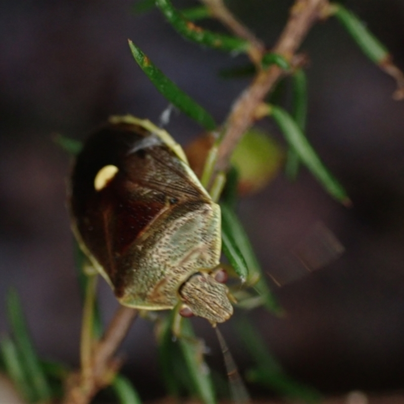 Ocirrhoe australis