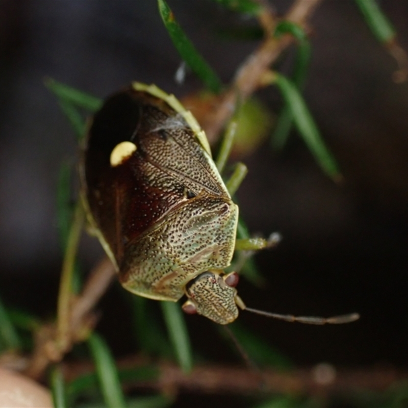 Ocirrhoe australis