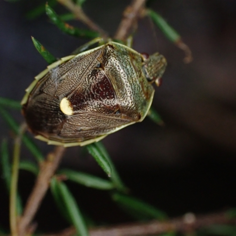 Ocirrhoe australis