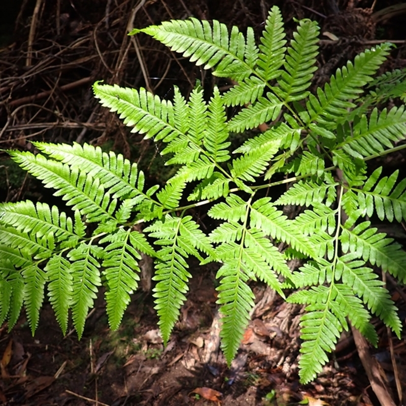 Pteris comans