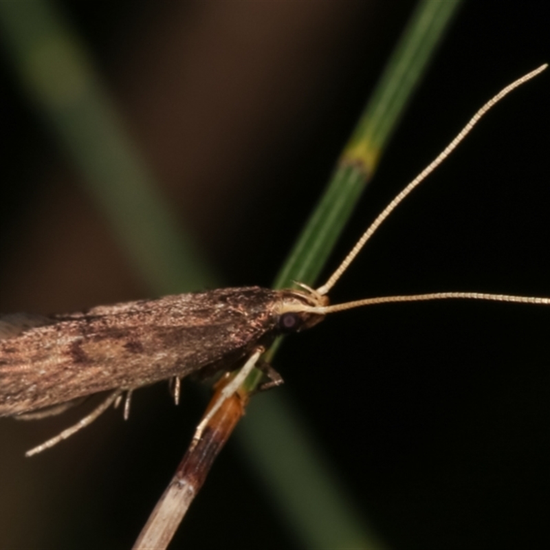 Ardozyga hilara (A Gelechioid moth) - NatureMapr Australia