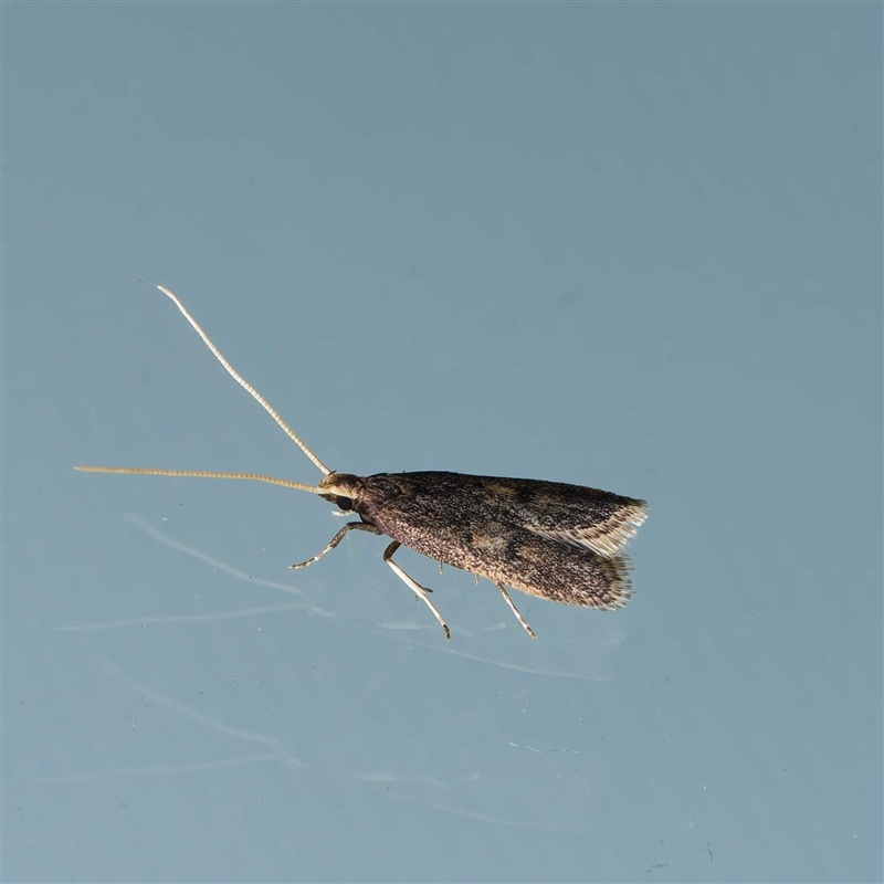 Achoria inopina