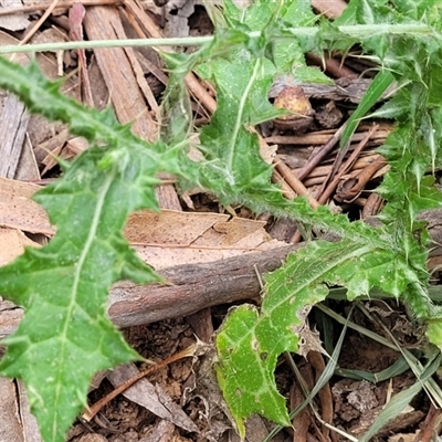 Carduus tenuiflorus