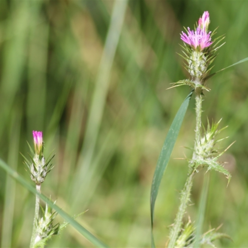 Carduus tenuiflorus