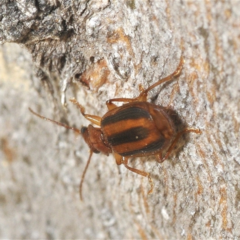 Demetrida grandis