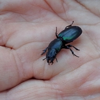 Carenum sp.