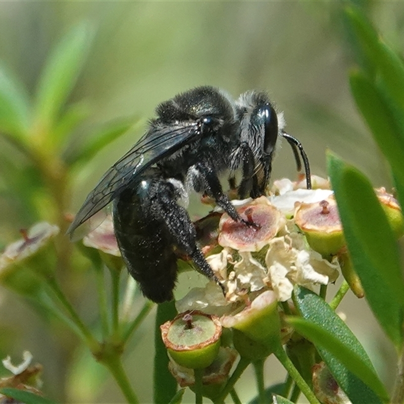 Leioproctus (Exleycolletes) tuberculatus