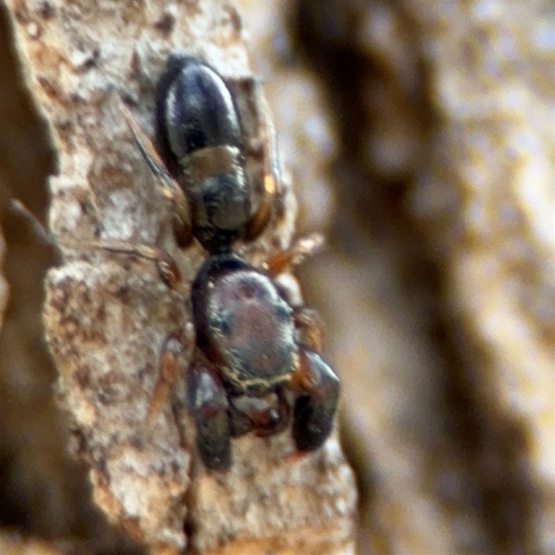 Rhombonotus sp (genus)