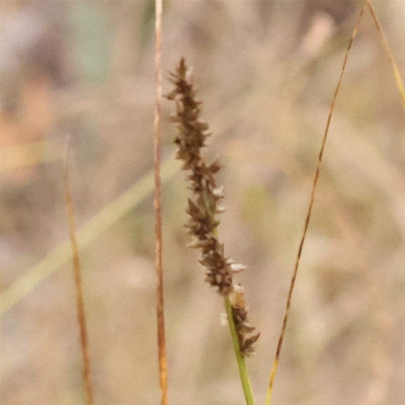 Carex appressa