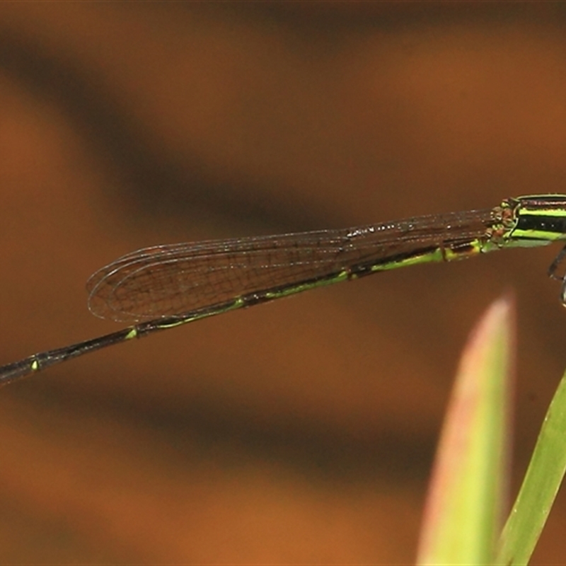 Argiocnemis rubescens