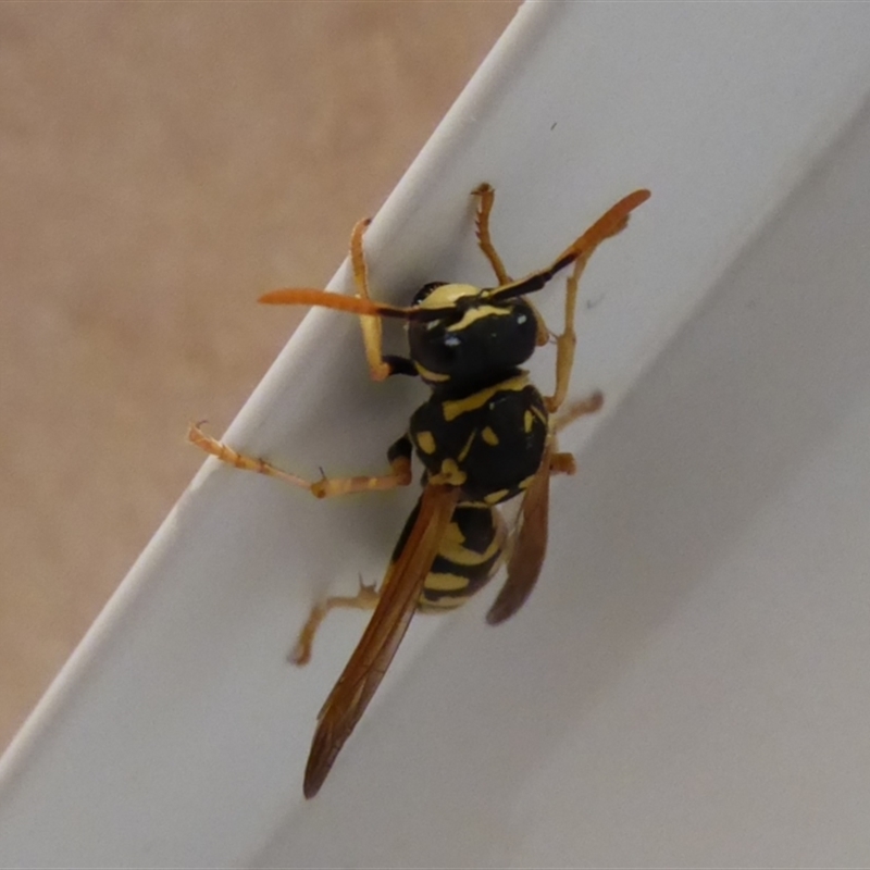 Polistes dominula