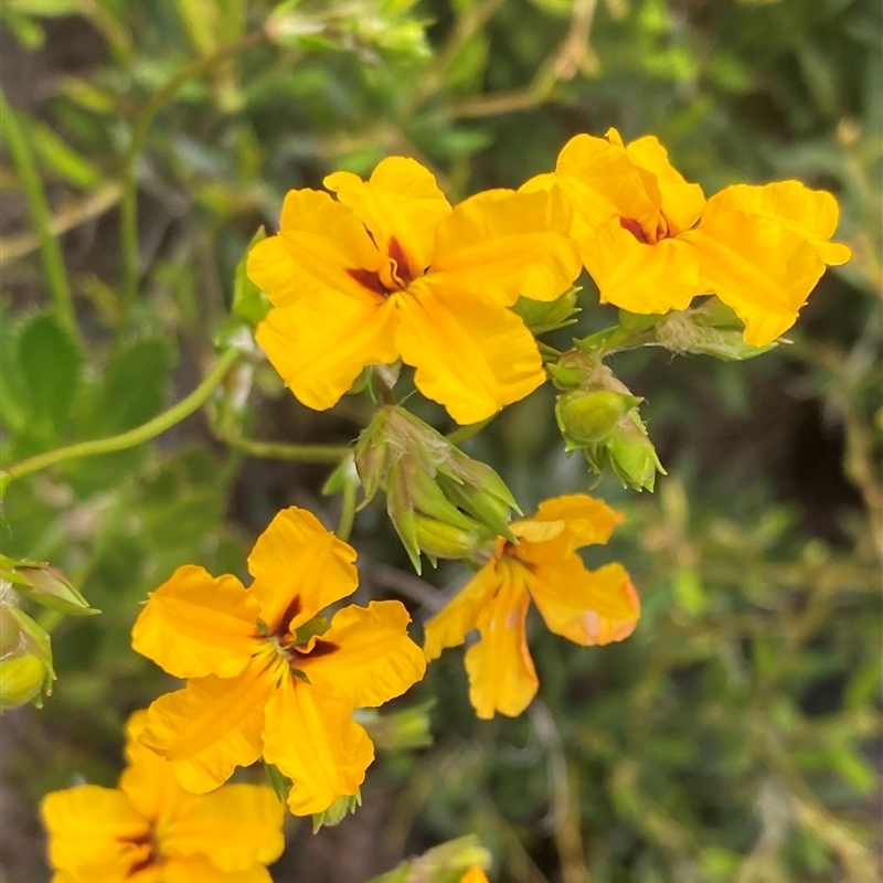 Goodenia brendannarum