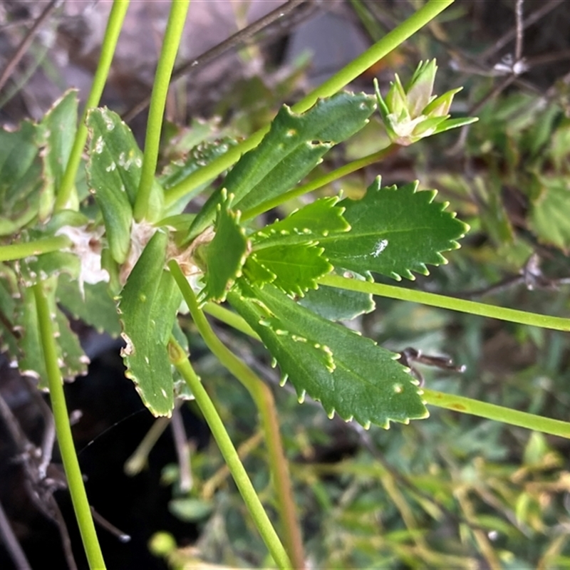 Goodenia brendannarum