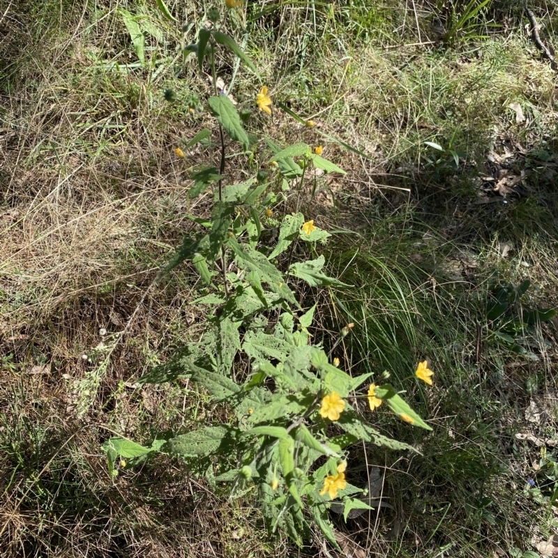 Abutilon oxycarpum