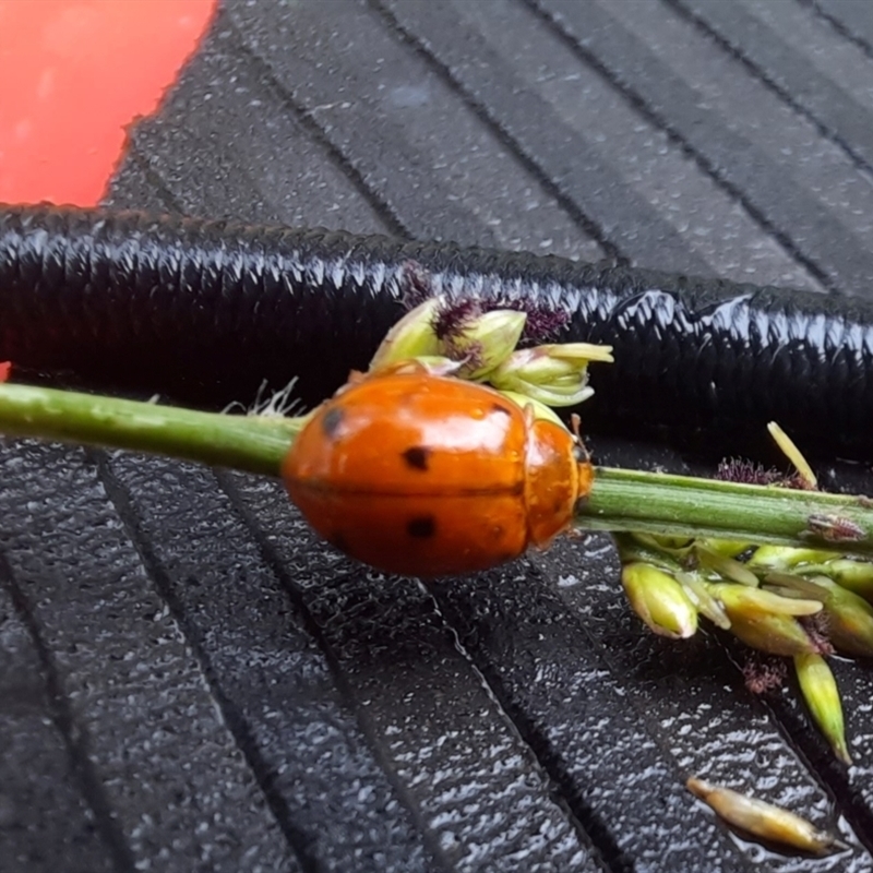 Harmonia octomaculata