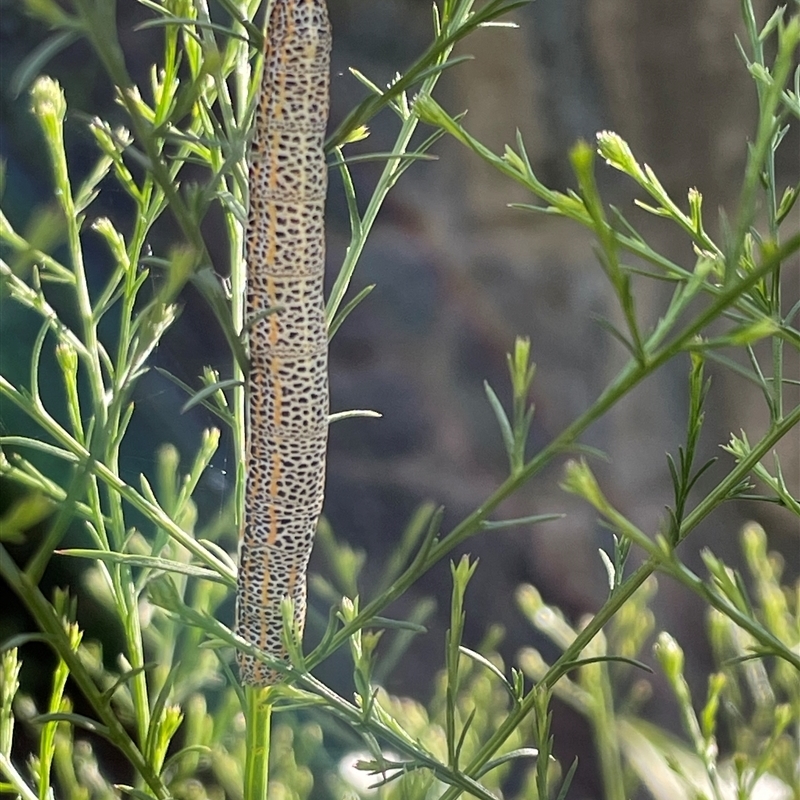 Erebinae (subfamily) IMMATURE