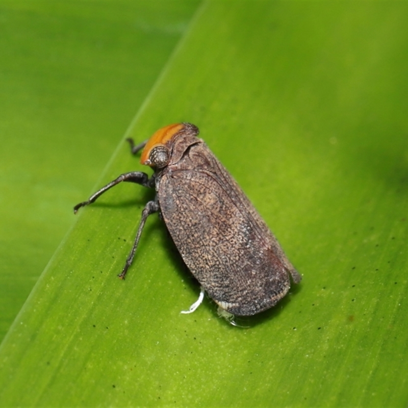 Hackerobrachys viridiventris