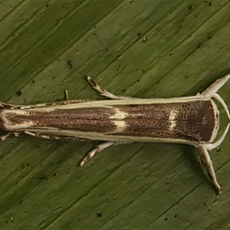 Vanicela xenadelpha