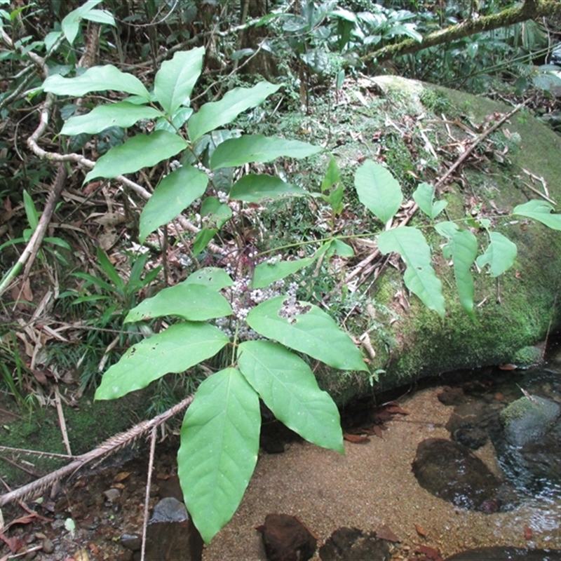 Polyscias purpurea