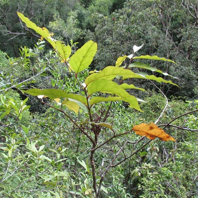 Polyscias purpurea