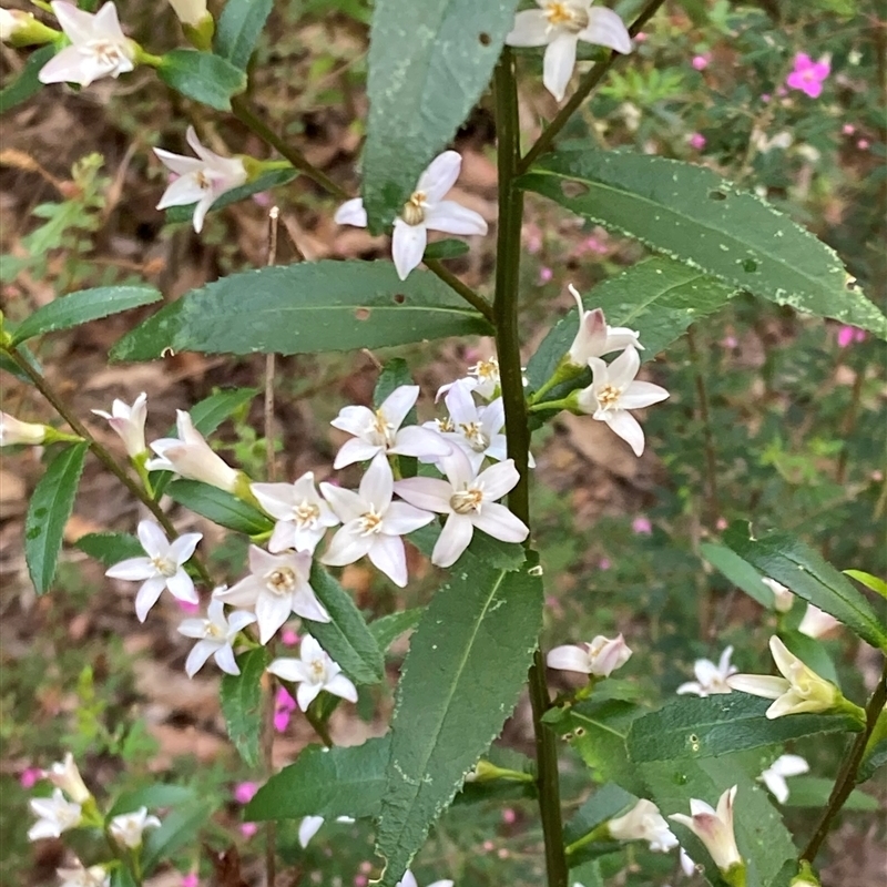 Crowea angustifolia var. platyphylla